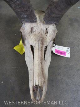 Dusty Kudu Skull w/Removeable Horns TAXIDERMY