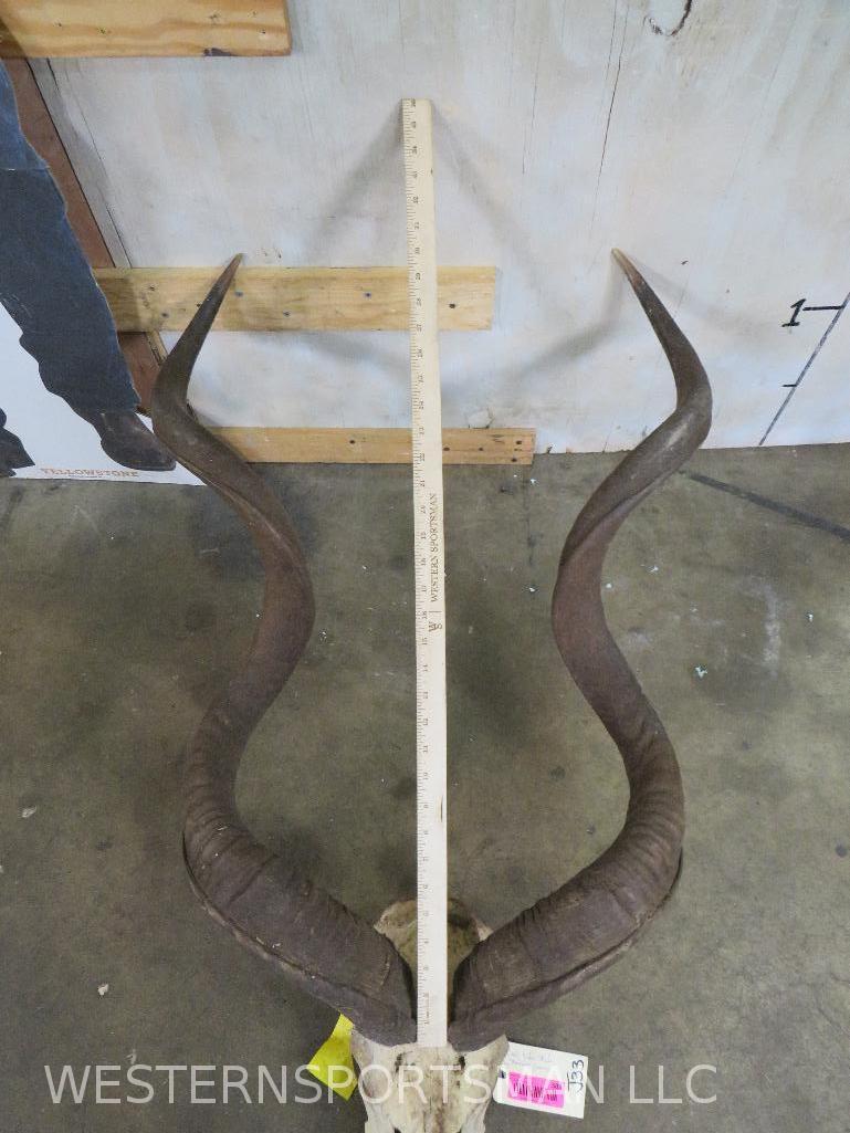 Dusty Kudu Skull w/Removeable Horns TAXIDERMY