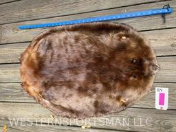 Beautiful XX lg Beaver hide Soft tanned 35 inches long and 23 inches wide awesome fur taxidermy