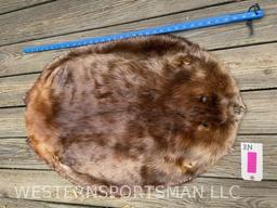 Beautiful XX lg Beaver hide Soft tanned 35 inches long and 23 inches wide awesome fur taxidermy