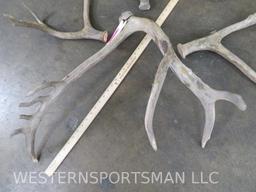 5 Pere David Antlers (ONE$) TAXIDERMY