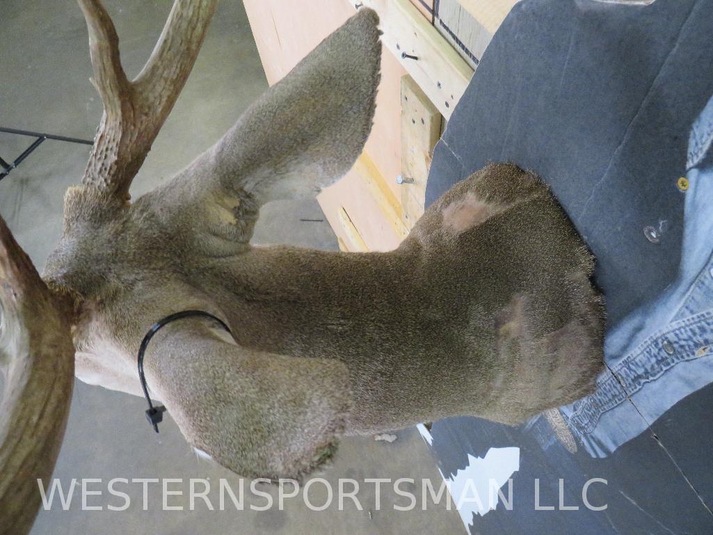 10 Pt Whitetail Sh Mt TAXIDERMY