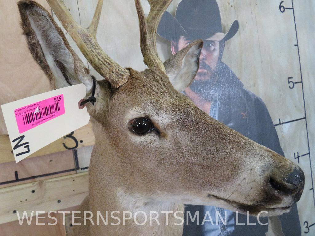 WHITETAIL SH MT TAXIDERMY