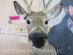 WHITETAIL SH MT TAXIDERMY