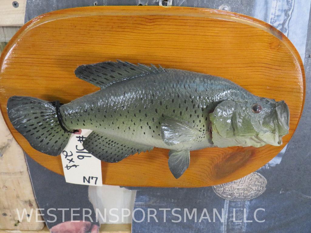 2 Bass on Plaques (2x$) TAXIDERMY