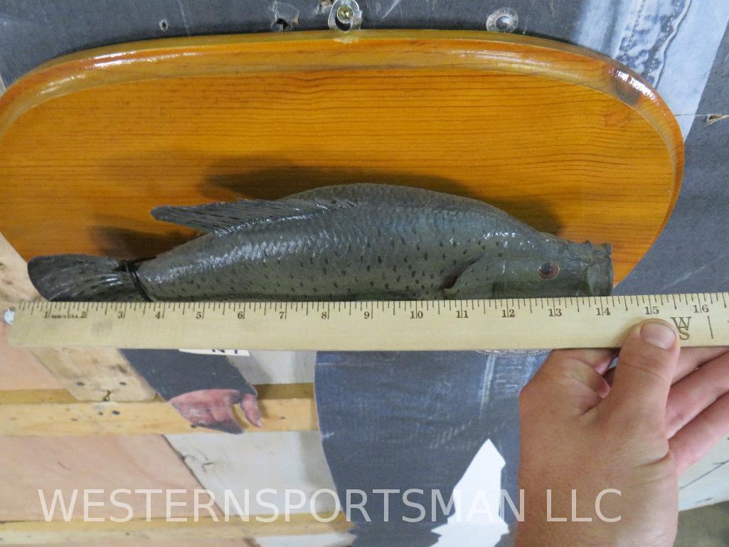 2 Bass on Plaques (2x$) TAXIDERMY