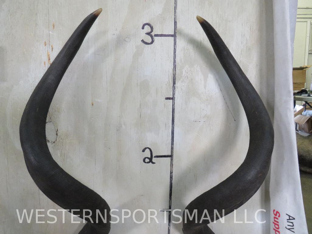 Big Kudu Rack on Skull Cap TAXIDERMY