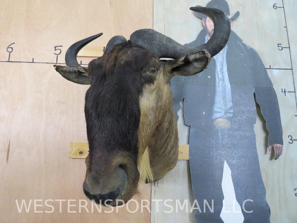 White Bearded Gnu Sh Mt TAXIDERMY