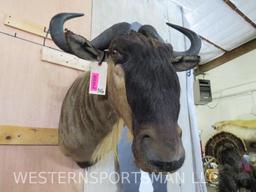 White Bearded Gnu Sh Mt TAXIDERMY