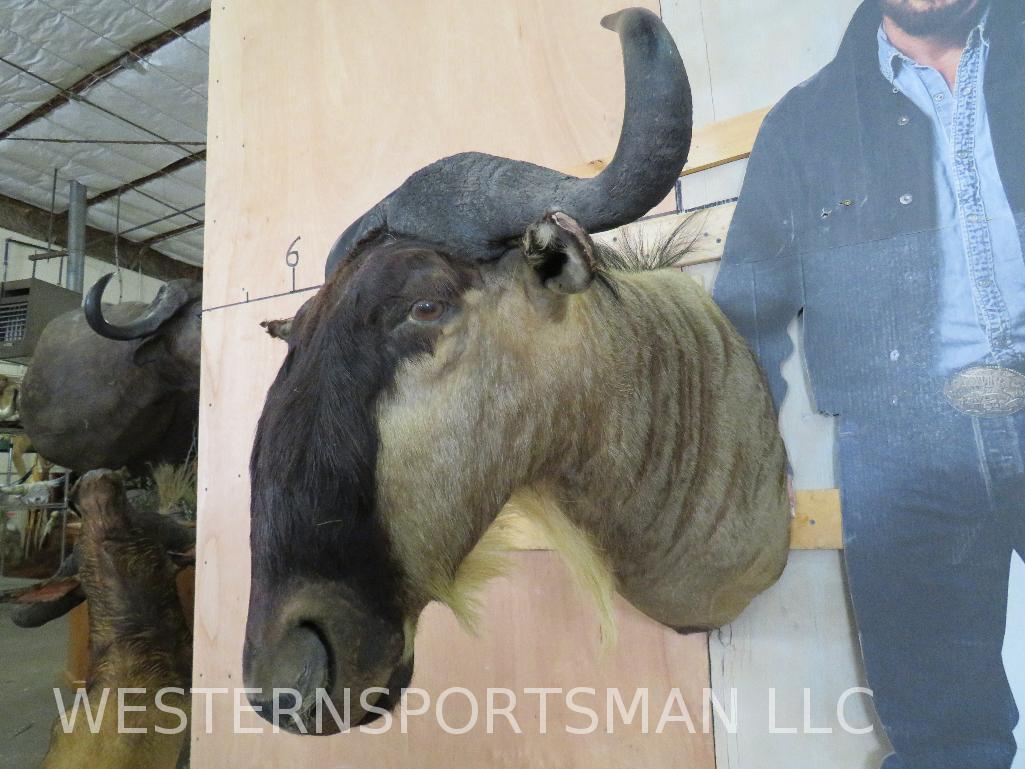 White Bearded Gnu Sh Mt TAXIDERMY