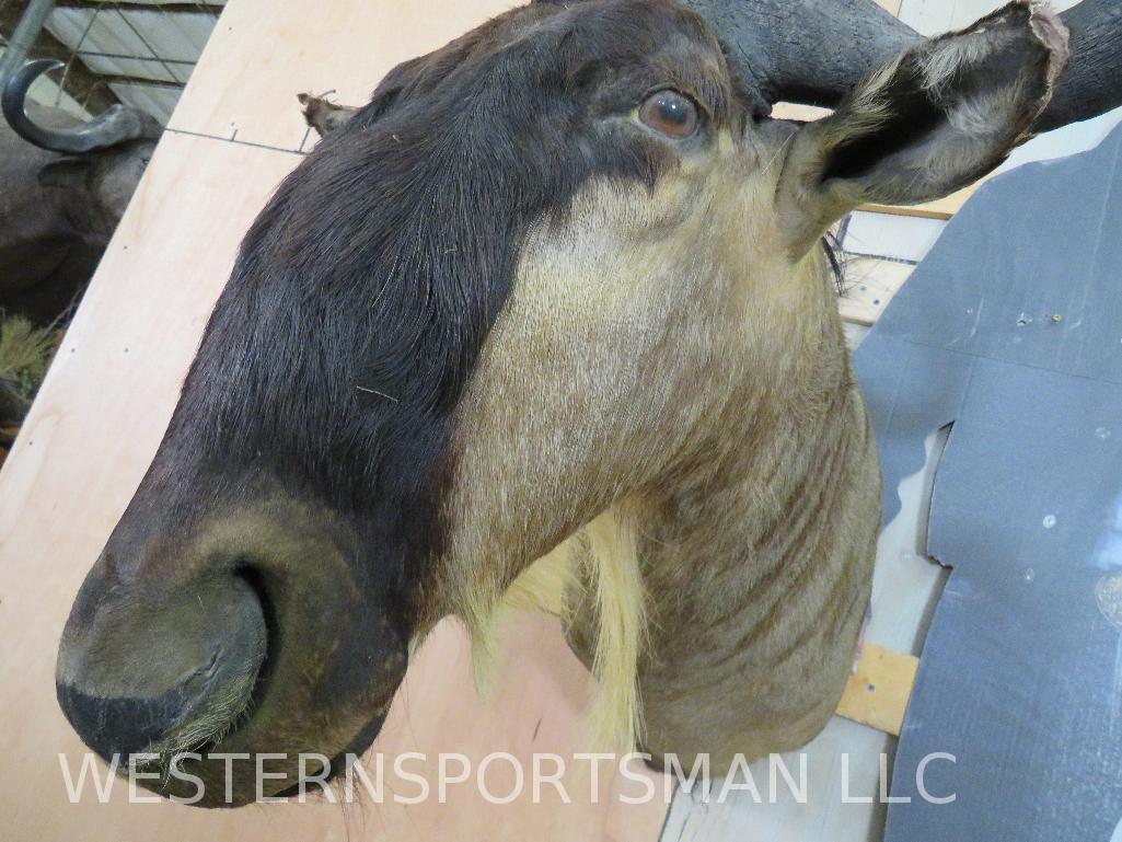 White Bearded Gnu Sh Mt TAXIDERMY