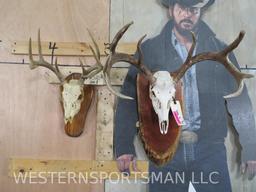 2 Whitetail Skulls on Plaques (2x$) TAXIDERMY
