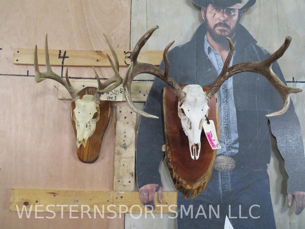 2 Whitetail Skulls on Plaques (2x$) TAXIDERMY