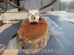 2 Whitetail Skulls on Plaques (2x$) TAXIDERMY