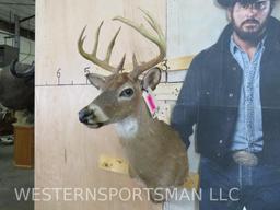 WHITETAIL SH MT TAXIDERMY