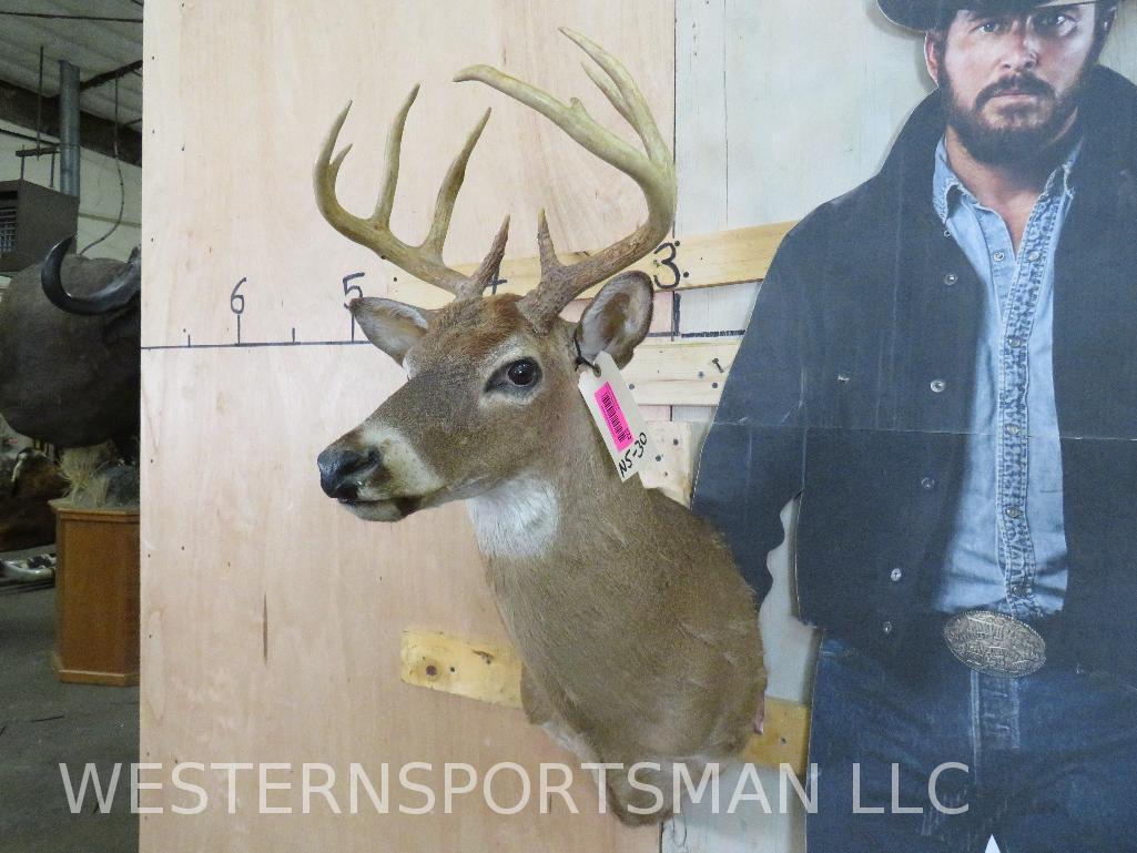 WHITETAIL SH MT TAXIDERMY