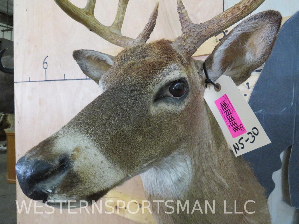 WHITETAIL SH MT TAXIDERMY