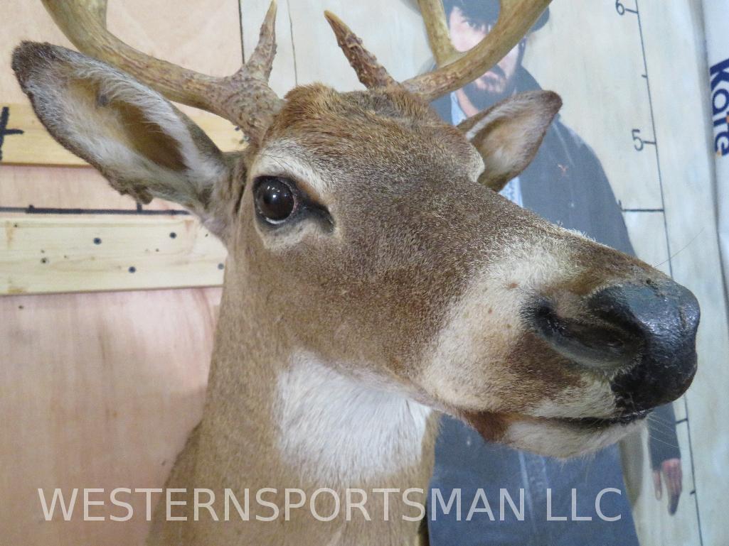 WHITETAIL SH MT TAXIDERMY