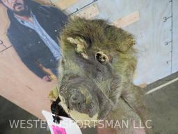 Baboon Cape TAXIDERMY