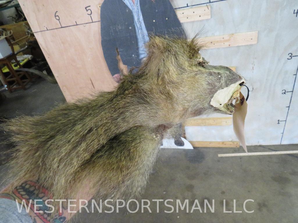 Baboon Cape TAXIDERMY