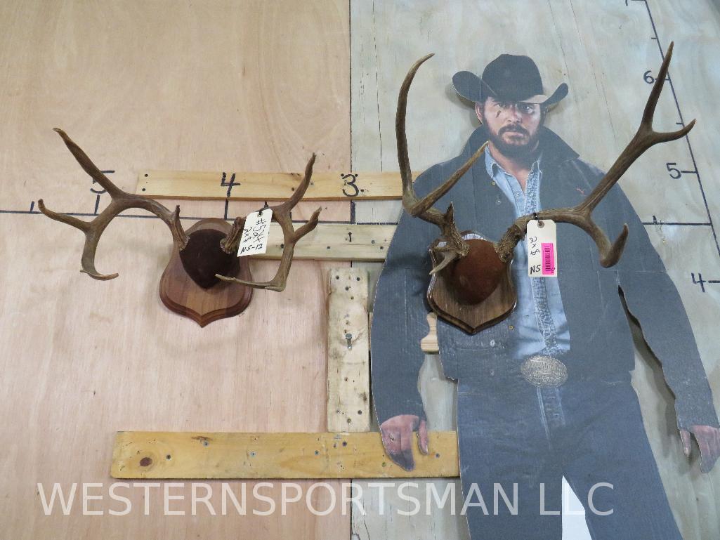 1 Mule deer skull & 1Whitetail Skulls on Plaques (2x$) TAXIDERMY