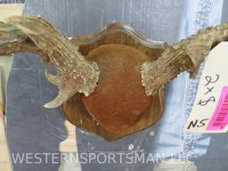 1 Mule deer skull & 1Whitetail Skulls on Plaques (2x$) TAXIDERMY