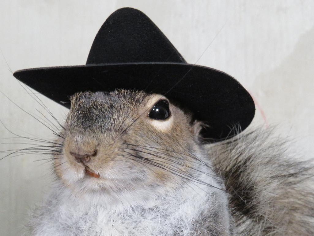 Lifesize Sheriff Squirrel TAXIDERMY