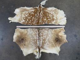2 Fallow Backhides (ONE$) TAXIDERMY