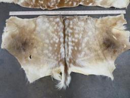 2 Fallow Backhides (ONE$) TAXIDERMY