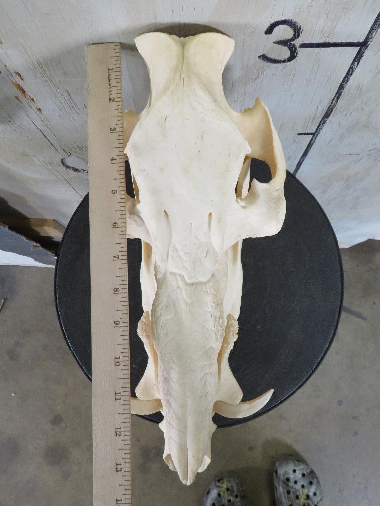 BUSH PIG Skull TAXIDERMY