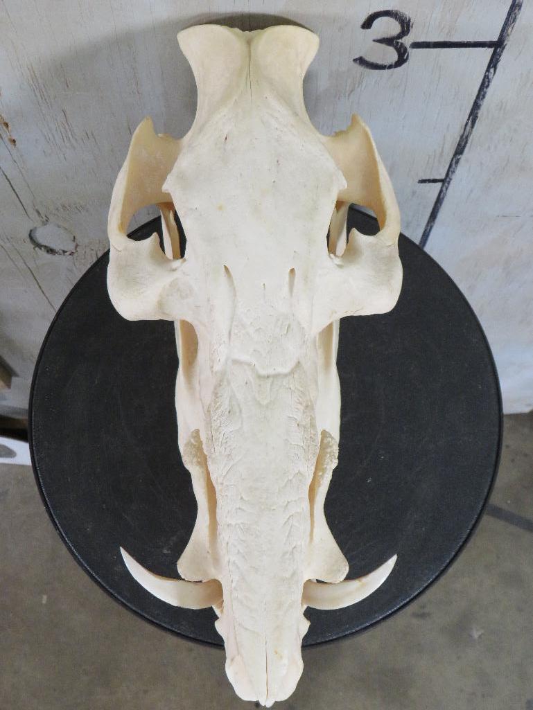 BUSH PIG Skull TAXIDERMY