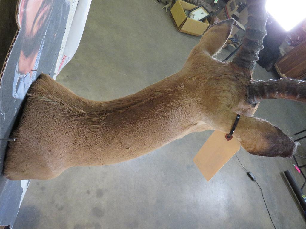 IMPALA SH MT TAXIDERMY