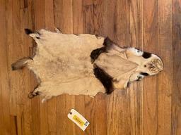 Large lifesize, tanned Badger hide or skin, great fur, ALL claws, 33 inches long, all parts here for
