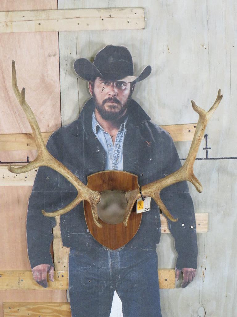 Small Elk Rack on Plaque TAXIDERMY