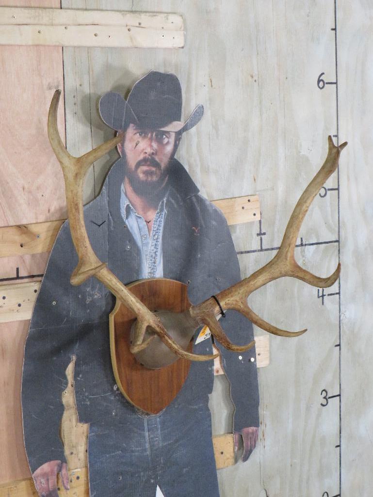 Small Elk Rack on Plaque TAXIDERMY