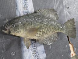 Real Skin Bluegill & Crappie ONE$ TAXIDERMY