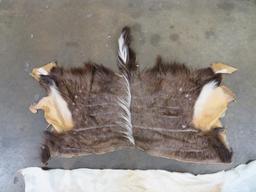 2 African Backhides (ONE$) TAXIDERMY