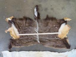 2 African Backhides (ONE$) TAXIDERMY