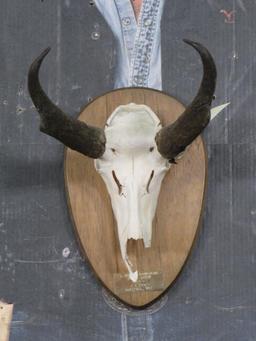 Pronghorn Skull on Plaque TAXIDERMY