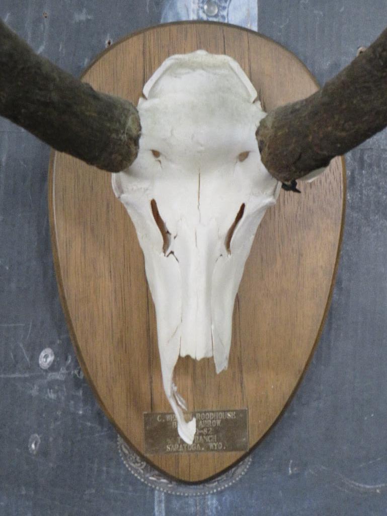 Pronghorn Skull on Plaque TAXIDERMY