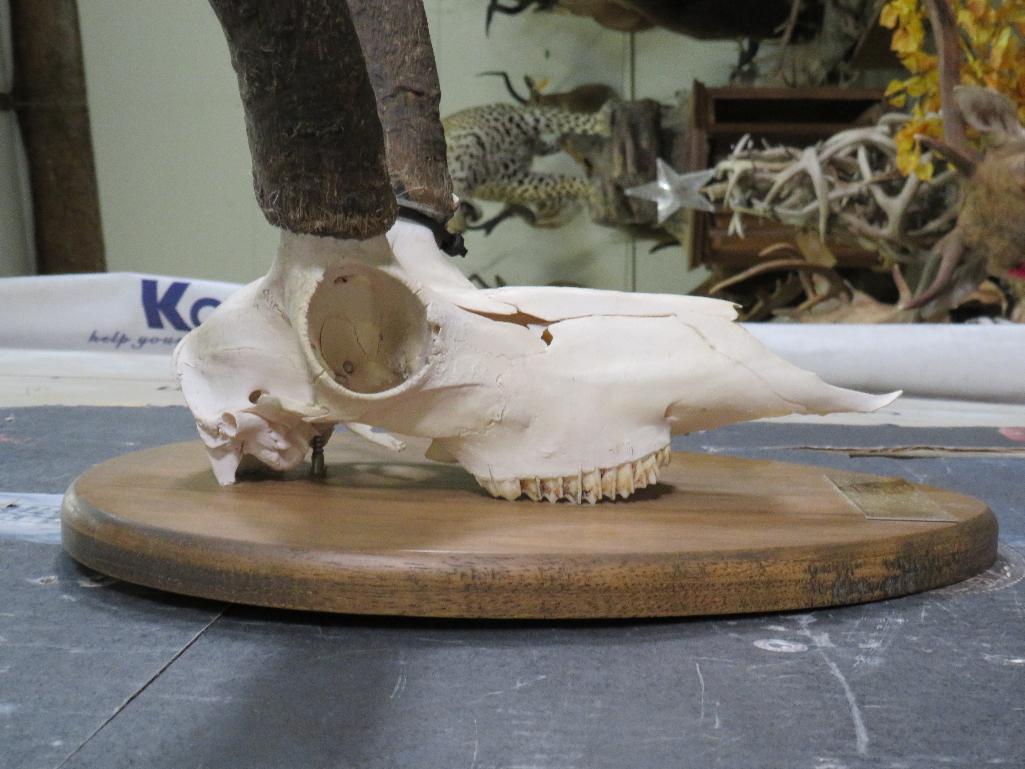 Pronghorn Skull on Plaque TAXIDERMY