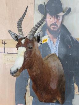 Blesbok Sh Mt TAXIDERMY