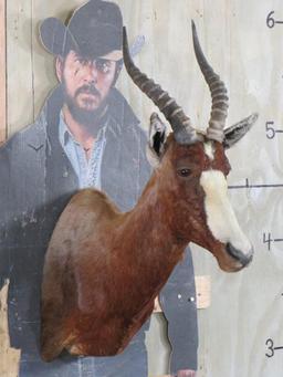 Blesbok Sh Mt TAXIDERMY