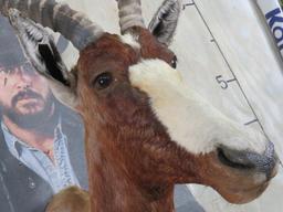 Blesbok Sh Mt TAXIDERMY