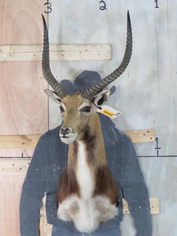 Kafue Lechwe Sh Mt TAXIDERMY