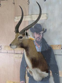 Kafue Lechwe Sh Mt TAXIDERMY