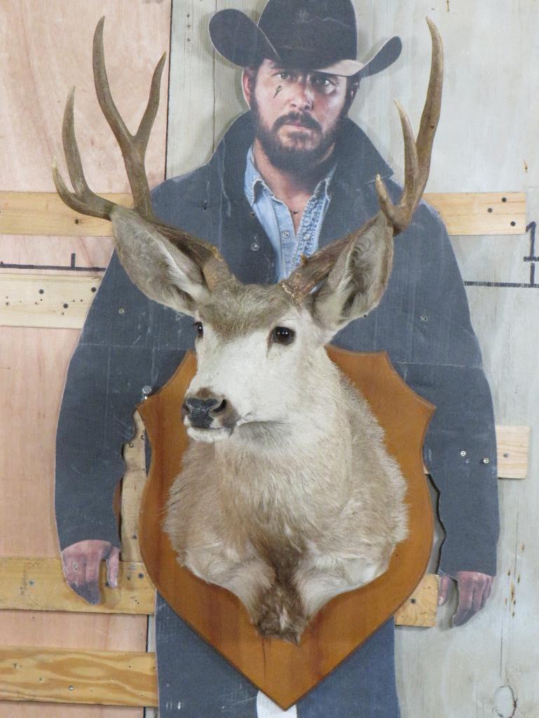 8pt Mule Deer Sh Mt on Plaque TAXIDERMY