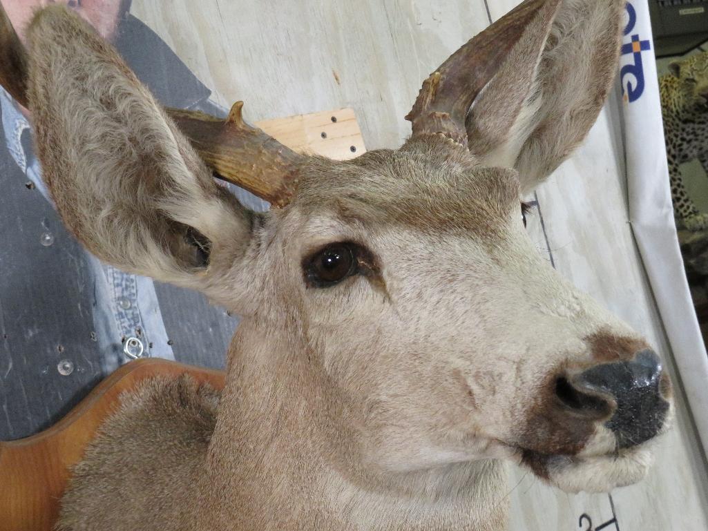 8pt Mule Deer Sh Mt on Plaque TAXIDERMY