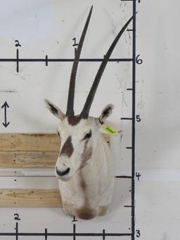 Arabian Oryx Sh Mt *TX RES ONLY* TAXIDERMY