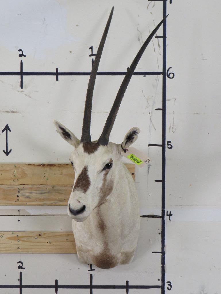 Arabian Oryx Sh Mt *TX RES ONLY* TAXIDERMY